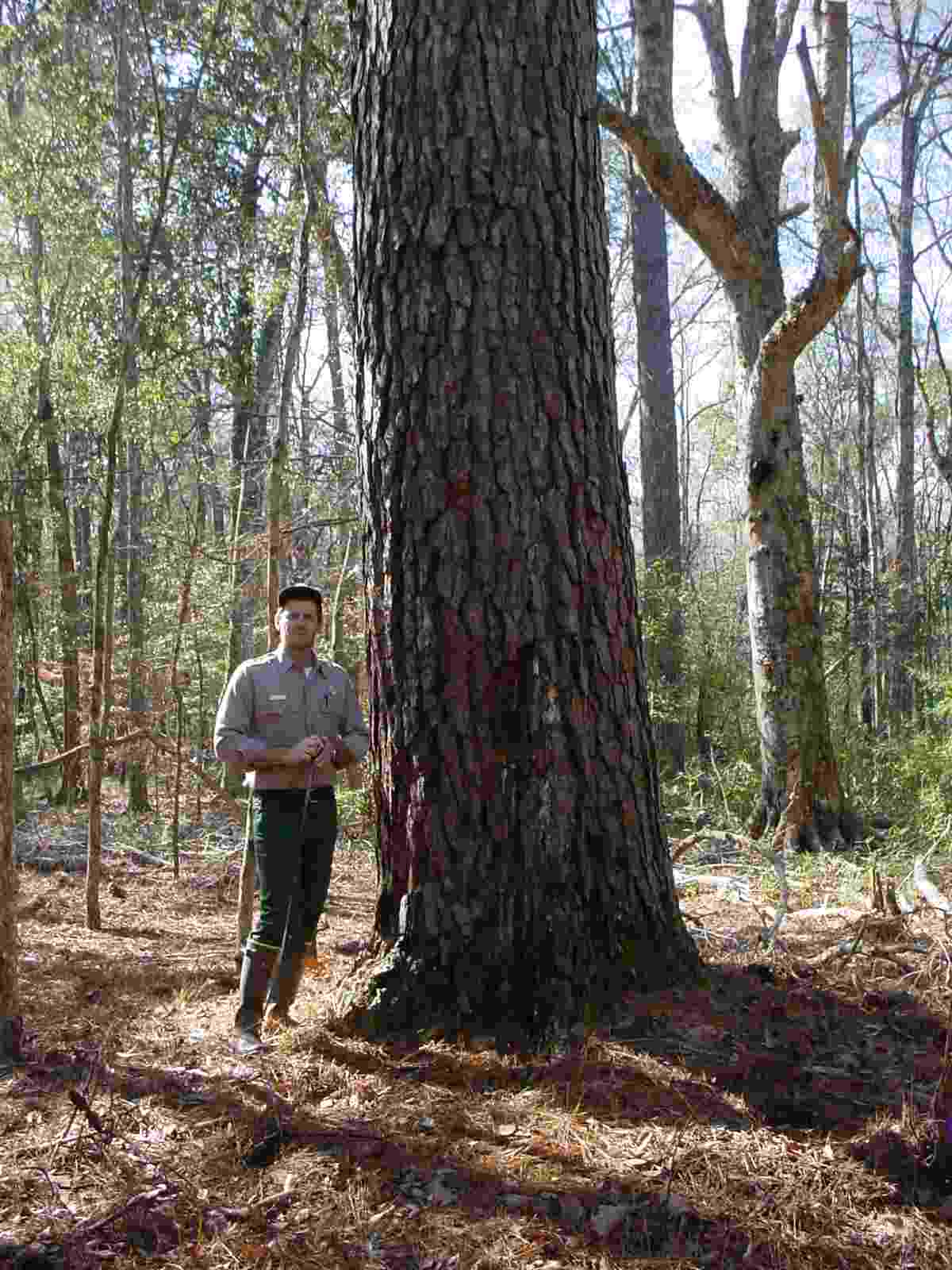 Big pine